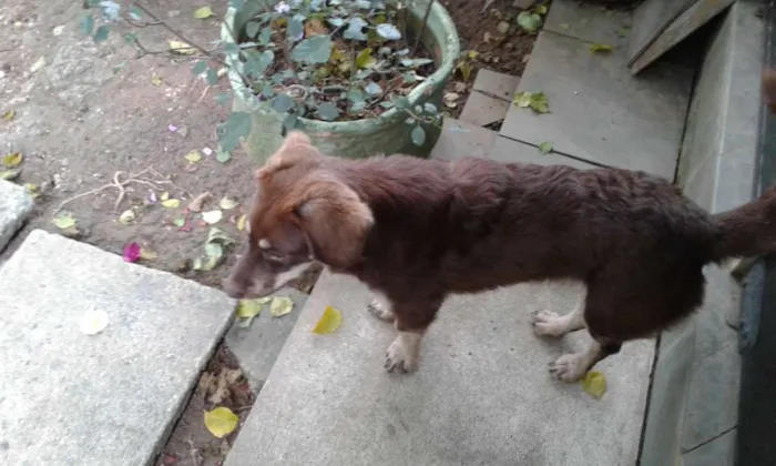 Cachorro ra a Indefinido  idade 7 a 11 meses nome Café 