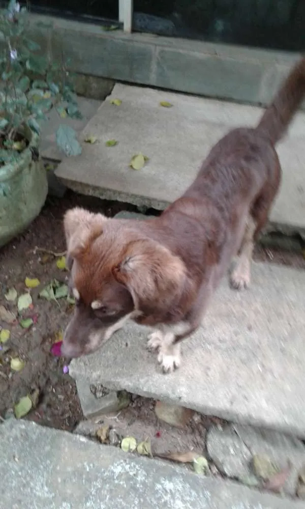 Cachorro ra a Indefinido  idade 7 a 11 meses nome Café 