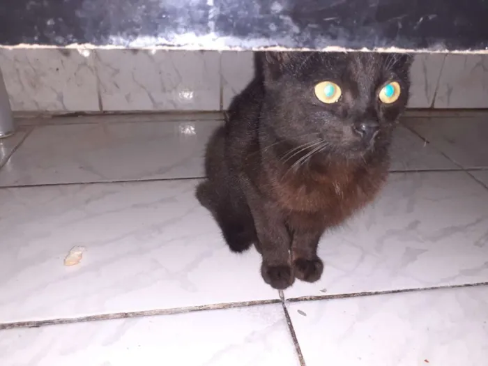 Gato raça Não definida  idade 2 a 6 meses nome Loki, grey,toy, lia