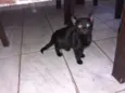Loki, grey,toy, lia