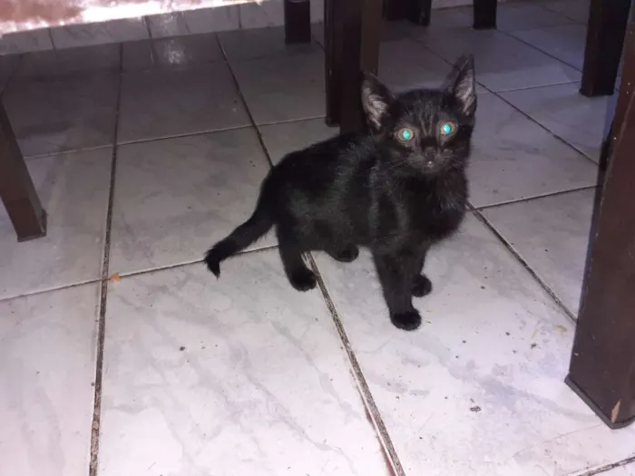 Gato raça Não definida  idade 2 a 6 meses nome Loki, grey,toy, lia
