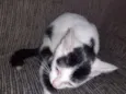 Loki, grey,toy, lia