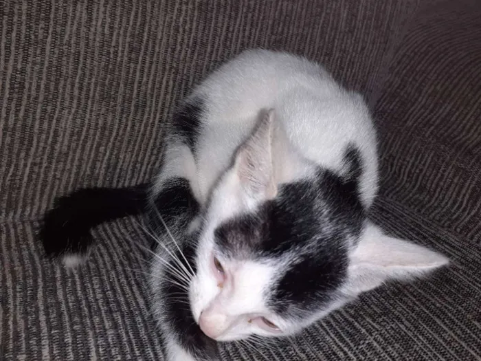 Gato raça Não definida  idade 2 a 6 meses nome Loki, grey,toy, lia