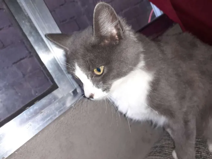 Gato raça Não definida  idade 2 a 6 meses nome Loki, grey,toy, lia