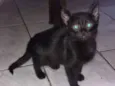 Loki, grey,toy, lia