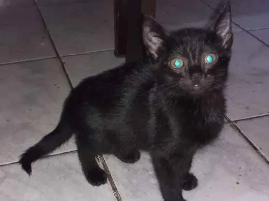 Gato raça Não definida  idade 2 a 6 meses nome Loki, grey,toy, lia