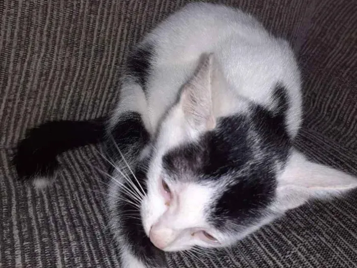 Gato raça Não definida  idade 2 a 6 meses nome Loki, grey,toy, lia