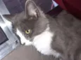 Loki, grey,toy, lia