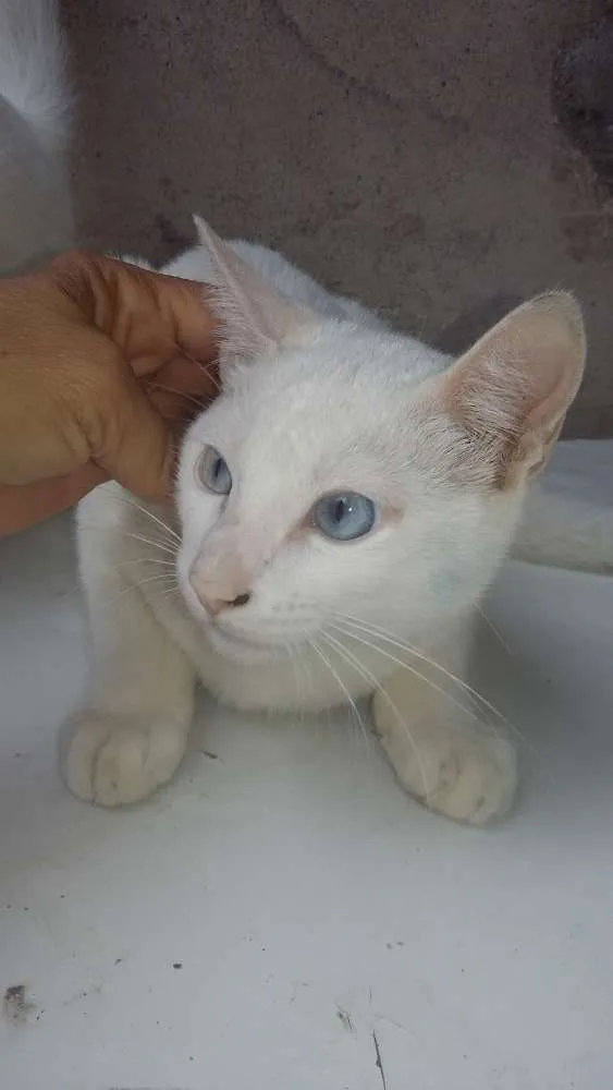 Gato ra a SRD idade 2 a 6 meses nome Limão e laranja