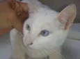 Limão e laranja