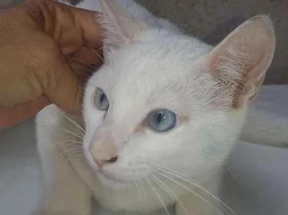 Gato ra a SRD idade 2 a 6 meses nome Limão e laranja