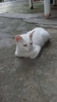 Limão e laranja