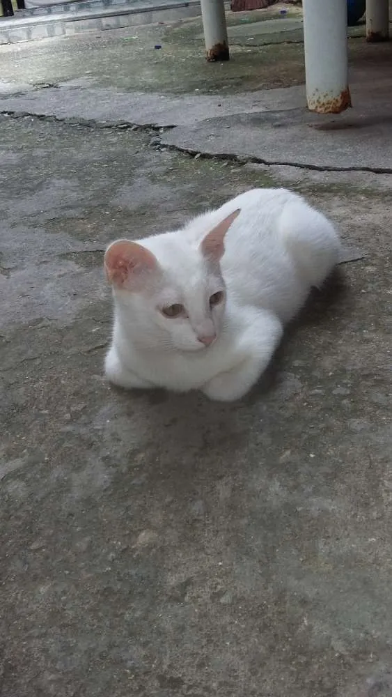 Gato ra a SRD idade 2 a 6 meses nome Limão e laranja