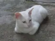 Limão e laranja