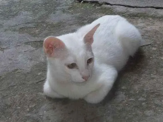 Gato ra a SRD idade 2 a 6 meses nome Limão e laranja