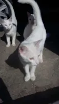 Limão e laranja