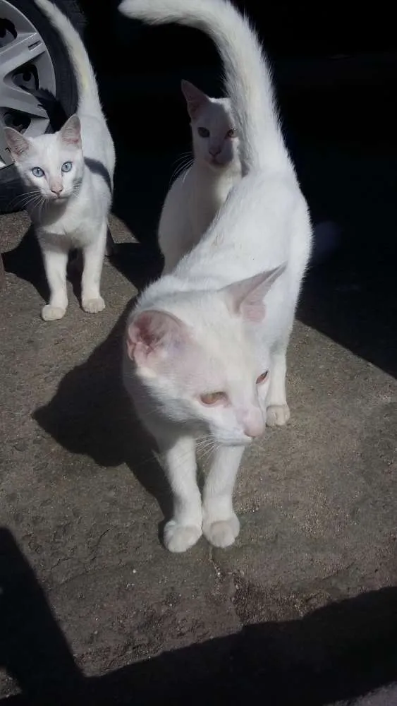 Gato ra a SRD idade 2 a 6 meses nome Limão e laranja