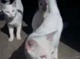 Limão e laranja