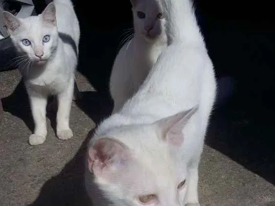 Gato ra a SRD idade 2 a 6 meses nome Limão e laranja