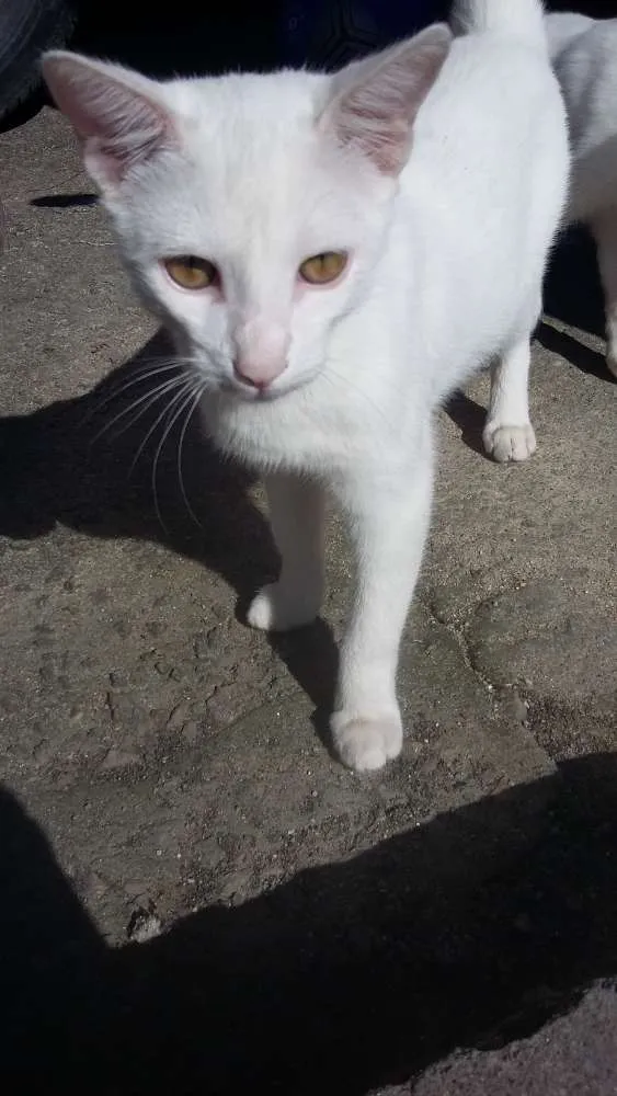 Gato ra a SRD idade 2 a 6 meses nome Limão e laranja
