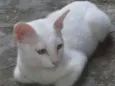 Limão e laranja