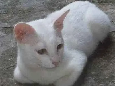 Gato ra a SRD idade 2 a 6 meses nome Limão e laranja