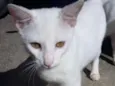 Limão e laranja