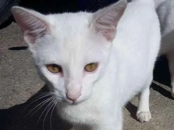 Gato ra a SRD idade 2 a 6 meses nome Limão e laranja