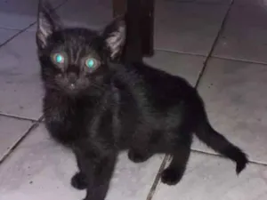 Gato raça Não definida  idade 2 a 6 meses nome Loki, grey,toy, lia