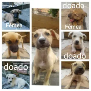 Cachorro raça vira lata idade 2 a 6 meses nome não tem