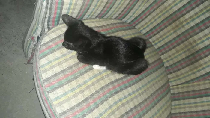 Gato ra a vira-lata idade 2 a 6 meses nome Pepeto