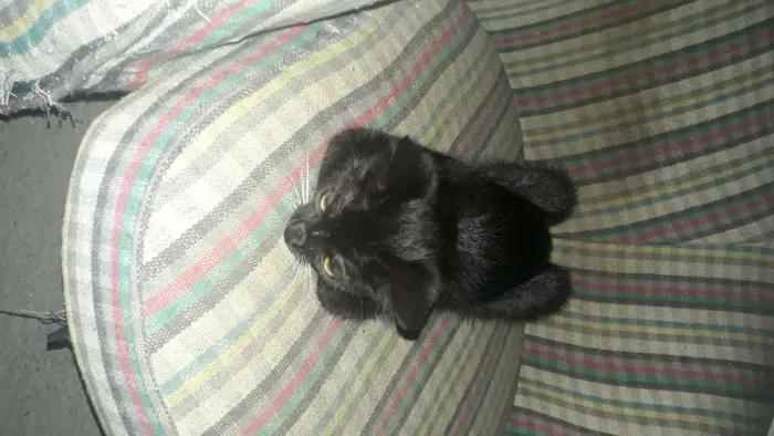 Gato ra a vira-lata idade 2 a 6 meses nome Pepeto