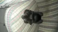 Pepeto