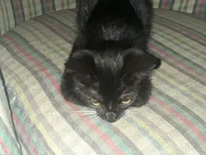 Gato raça vira-lata idade 2 a 6 meses nome Pepeto