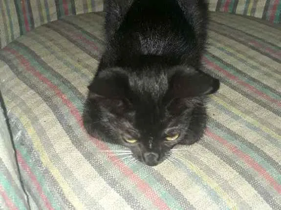 Gato ra a vira-lata idade 2 a 6 meses nome Pepeto