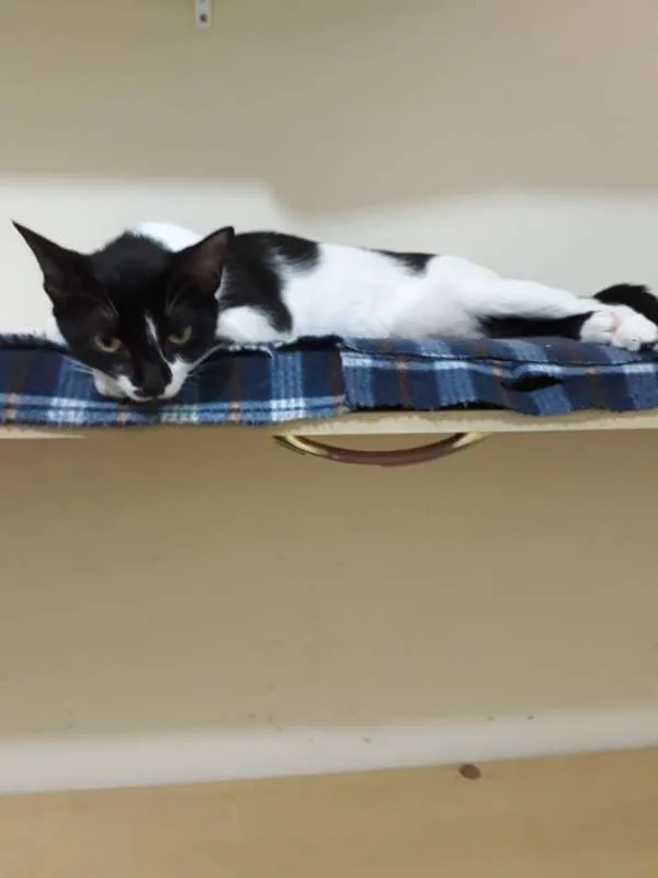 Gato ra a SRD idade 1 ano nome Nina
