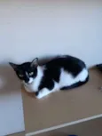 Nina