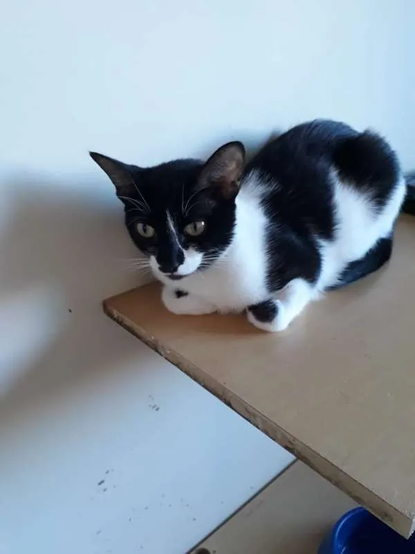 Gato ra a SRD idade 1 ano nome Nina