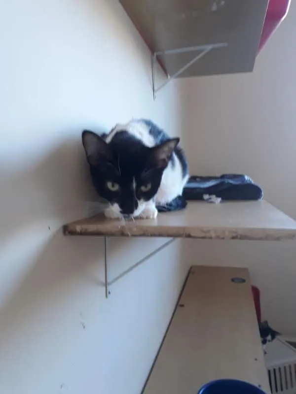 Gato ra a SRD idade 1 ano nome Nina