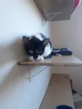Nina