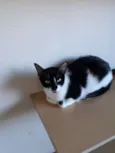 Nina