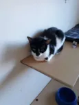 Nina