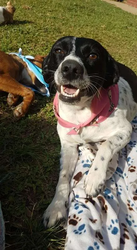 Cachorro ra a SRd idade 2 anos nome Sissi