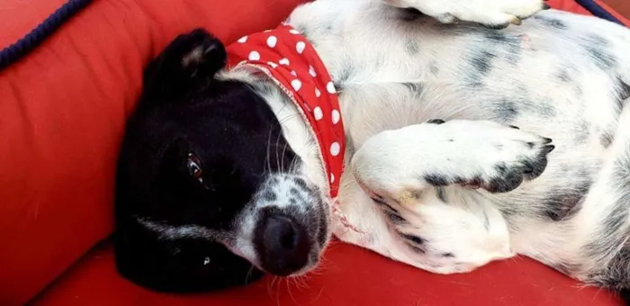 Cachorro ra a SRd idade 2 anos nome Sissi