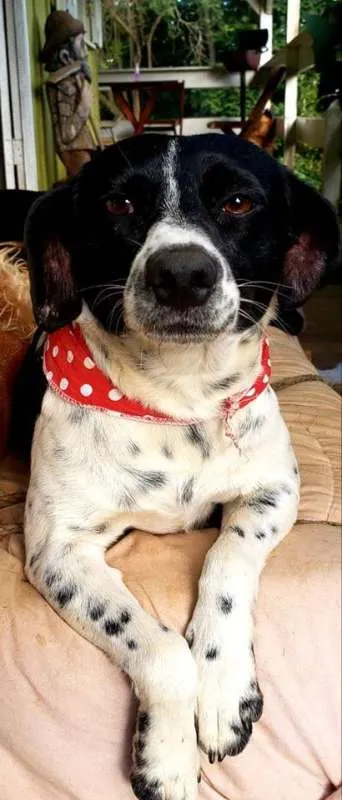 Cachorro ra a SRd idade 2 anos nome Sissi
