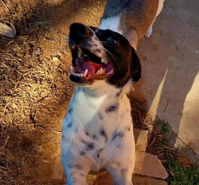 Cachorro ra a SRd idade 2 anos nome Sissi