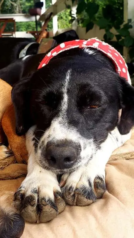 Cachorro ra a SRd idade 2 anos nome Sissi