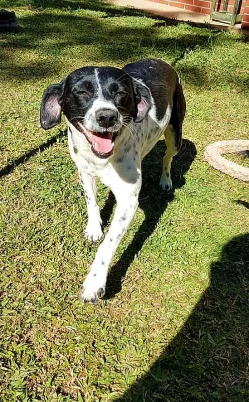Cachorro ra a SRd idade 2 anos nome Sissi