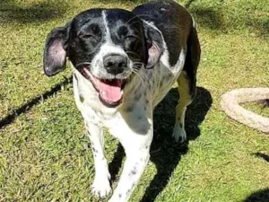 Cachorro raça SRd idade 2 anos nome Sissi