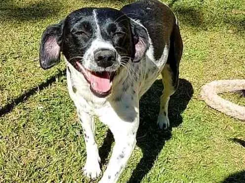 Cachorro ra a SRd idade 2 anos nome Sissi
